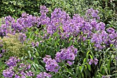 Phlox paniculata Amethyst