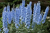 Delphinium Delgaal1 LARKSPUR Delphinium Summer Skies