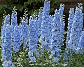 Delphinium Delgaal1 LARKSPUR Delphinium Summer Skies