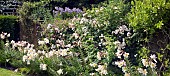 Lilium regale Trumpet Lily Regal Lily