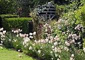 Lilium regale Trumpet Lily Regal Lily