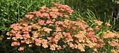 Herbaceous perennial Achillea Forncett Fletton (Yarrow) bearing flat clusters of orange-red flowers that fade to pale orange. at Wollerton Old Hall (NGS) Market Drayton in Shropshire early midsummer July