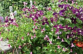 Clematis Princess Diana miniature  Clematis Warszawska Nike