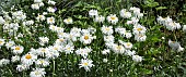 Leucanthemum x superbum Phyllis Smith  Shasta daisy