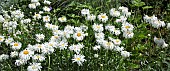 Leucanthemum x superbum Phyllis Smith  Shasta daisy