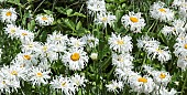 Leucanthemum x superbum Phyllis Smith  Shasta daisy