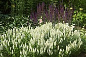 Herbaceous perennial in border Salvia nemorosa Schneehügel white flowerheads at Wollerton Old Hall (NGS) Market Drayton in Shropshire midsummer July