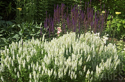 Herbaceous_perennial_in_border_Salvia_nemorosa_Schneehgel_white_flowerheads_at_Wollerton_Old_Hall_NG