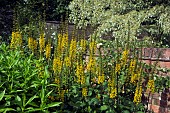 Ligularia przewalskii