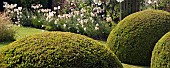Lilium regale Trumpet Lily Regal Lily