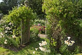 Font garden with gates with fragrant climbing Honeysuckle Lonicera Lillys Lillium regale