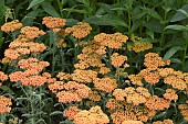 Achillea Forncett Fletton Yarrow