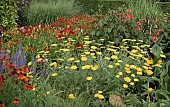 Hot Border Achillea tomentosa Golden Fleece Hemerocallis Day Lilly