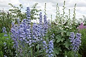 Delphinium Moon Light HIGHLANDER MOONLIGHT