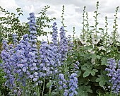 Delphinium Moon Light HIGHLANDER MOONLIGHT