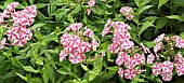 Phlox paniculata Peppermint Twist