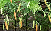 Hemerocallis Daylily flower buds