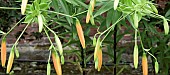 Hemerocallis Daylily flower buds