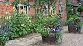 Half barrel planters with annuals and perennials Alcea rosea Hollyhocks