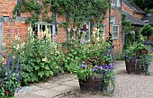 Half barrel planters with annuals and perennials Alcea rosea Hollyhocks