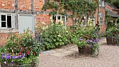 Half barrel planters with annuals and perennials Alcea rosea Hollyhocks