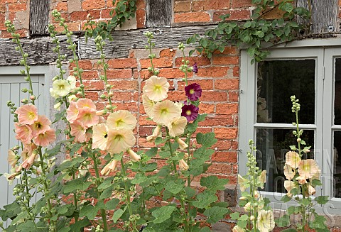 Alcea_rosea_Hollyhocks