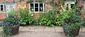 Half barrel planters with annuals and perennials Alcea rosea Hollyhocks