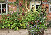 Half barrel planters with annuals and perennials Alcea rosea Hollyhocks