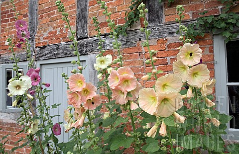 Alcea_rosea_Hollyhocks_with_a_wide_variety_of_colours_in_border