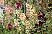 Alcea rosea Hollyhocks with a wide variety of colours in border