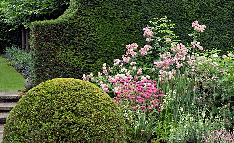 Shapped_box_pudding_yew_hedge_herbaceous_perennials