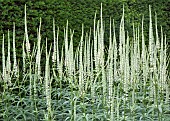 Herbaceous perennial white spires of Veronicastrum virginicum Album Veronicastrum (Veronica Virginica) (Culvers Root) upright white/cream spikes at which bees are very attracted to at Wollerton Old Hall (NGS) Market Drayton in Shropshire midsummer July