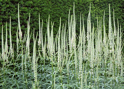 Herbaceous_perennial_white_spires_of_Veronicastrum_virginicum_Album_Veronicastrum_Veronica_Virginica