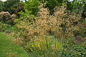 Perennial Grass Stipa gigantea Golden Oats