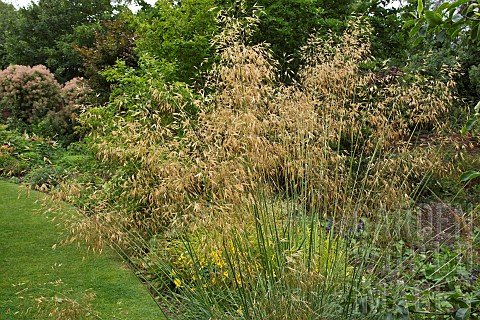 Perennial_Grass_Stipa_gigantea_Golden_Oats