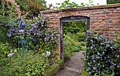 Gate way Clematis Prince Charles