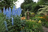 Delphinium elatum Centurion Sky