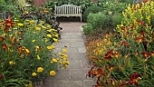 Hot Border with Ligularia przewalskii Hemerocallis Day Lilly Achillea Golden Fleece