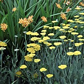 Achillea Moonshine Yarrow