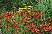 Helenium Crimson Beauty  Helen`s Flower