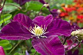 Clematis Warszawska Nike