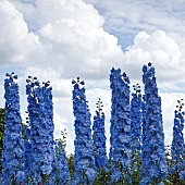 Delphinium elatum Langdons Blue Lagoon