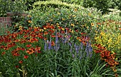 Helenium Crimson Beauty Helen`s Flower