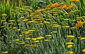 Achillea Coronation Gold Yarrow yellow flowerheads