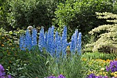 Larkspur Delphinium Summer Skies mid blue flower with a white eye, at Wollerton Old Hall (NGS) Market Drayton in Shropshire midsummer July