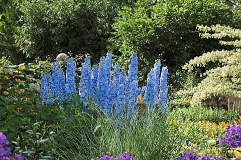 Larkspur_Delphinium_Summer_Skies_mid_blue_flower_with_a_white_eye_at_Wollerton_Old_Hall_NGS_Market_D