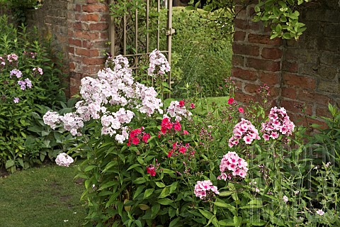 Border_of_herbaceous_perennial_colour_combination_of_Phlox_sweetly_honeyscented