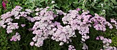 Achillea Forncett Candy Yarrow profusion of pale pink flowerheads at Wollerton Old Hall (NGS) Market Drayton in Shropshire early midsummer July