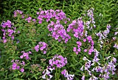 Phlox Fairys Petticoat Penstemon Alice Hindley