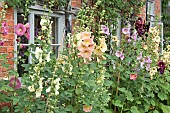 Alcea rosea Hollyhocks